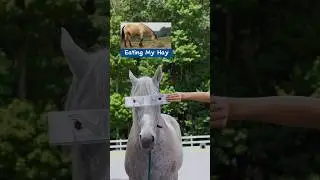 My Horses True Feelings 🙃