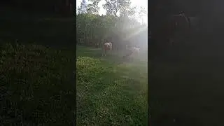 электрорастух/ наше хозяйство/как мы живем в деревне/