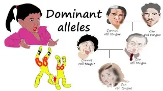 What is a dominant allele?