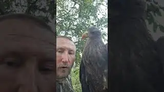 Профилактика от паразитов 😱😱😱 #орланбелохвост