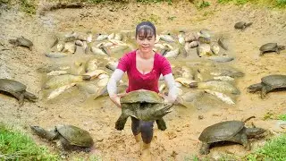 Harvesting A Lot Of Fish And Turtle Goes To Countryside Market Sell - Farm Life | Free Bushcraft