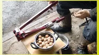 Walnut cracking machine DIY(drawing)