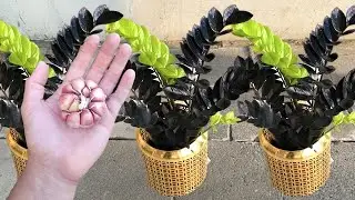 Coloque 3 dentes de ALHO em suas PLANTAS (veja o incrível resultado)