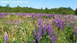 ПЕНИЕ ПТИЦ БЛАГОПРИЯТНО ВЛИЯЕТ НА ЗДОРОВЬЕ,СНИЖАЕТСЯ ДАВЛЕНИЕ,НЕРВНАЯ СИСТЕМА ПРИХОДИТ В РАВНОВЕСИЕ.