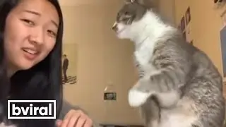 Girl's cat smacks her in the face when she tried to talk to him.