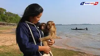 Monkey Kako Family Visit Baray Lake At Siem Reap Province