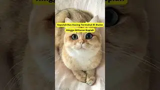 Sepuluh ras kucing termahal di dunia 