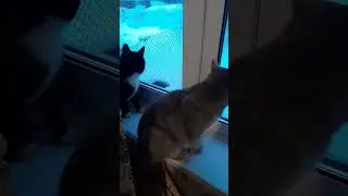 Любимчики