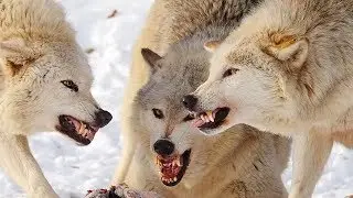 Интересные факты - волки