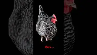 POV: MARV………#chicken #short
