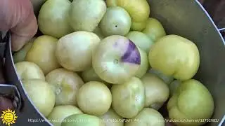 Овощной физалис сорта Ананасовый.