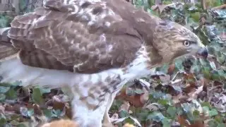 Hawk eats squirrel in Crow backyard 012716