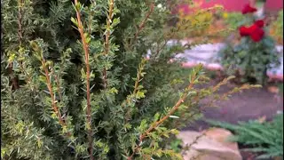 Можжевельник GOLD CORN 🍀 Новое растение в моём саду😃