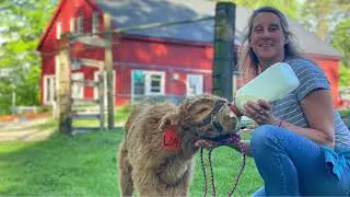 Larold The Scottish Highland Calf