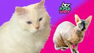 Лаборатория Развлечений! — Кусь-шоу — Вкусняшки и челленджи для котиков