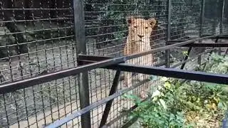💕 ЛЕГЕНДА (Лега)! ЛЮБИМАЯ ПРИНЦЕССА из 