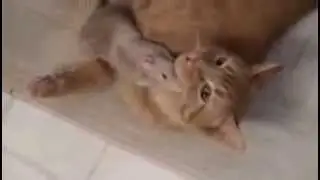 Крыса играет с кошкой
