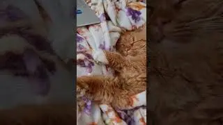 я просто лежу с закрытыми глазами. кот тимофей