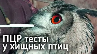 Взятие ПЦР тестов у хищных птиц