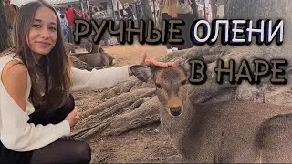 Городские ОЛЕНИ: неожиданные соседи. Удивительные олени Нары, Япония.