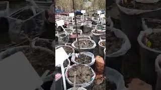 Наши любимые гортензии. Мой посадочный материал. 