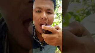 Makan Langsung Buah Jambu Jamaika Super hitam Langsung Dipohonnya