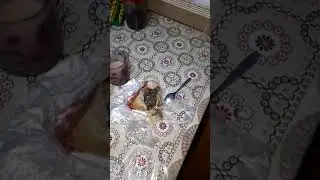 Живая самса