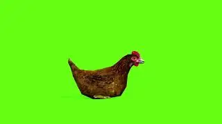 Green Screen Chicken Animation Chicken Green Screen Videos