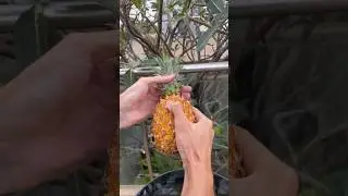 Как быстро почистить ананас?🤔