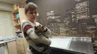 Nervous coronavirus in a cat?! / We pray that Circassian’s paw is okay...