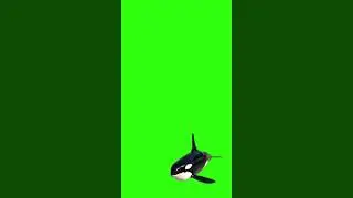 Dolphin GS #shorts #shortsfeed #Dolphin #shortsgreenscreen