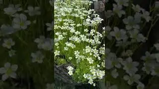 🌼КАМНЕЛОМКА - красивый белый ковер. 
