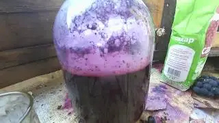 Быстрое вино из винограда Изабелла Дичка-Дачный виноград.Вино в домашних условиях.Вино своими руками