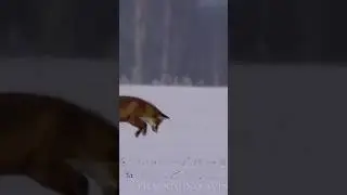 What is the fox doing? 