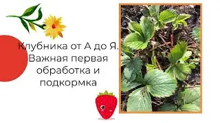 Клубника от А до Я. Обработка клубники ранней весной для хорошего урожая.