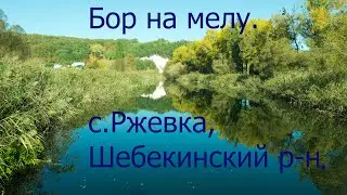 Бор на мелу. с. Ржевка,  Шебекинский район.