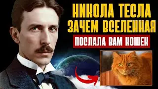 😺КОШКИ – НЕ ПРОСТО ЖИВОТНЫЕ: РАСКРОЙТЕ СЕКРЕТ ИХ ПРИСУТСТВИЯ - ЗАКОН ПРИТЯЖЕНИЯ