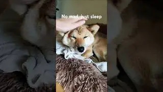 How many taps until my dog gets mad #dog #shiba #howmanytaps
