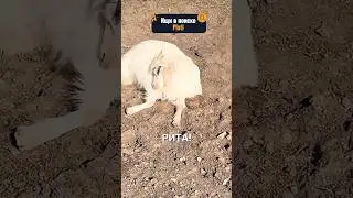 Коза Рита уснула и отбилась от стада 😂 #истории #история #новости #новость #shorts