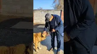 Две кавказские овчарки.
