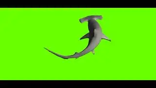 Green Screen Hammerhead shark | Green Screen Shark Cartoon | 