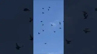 Даже сильный ветер - не помеха. Николаевское голуби. Лето 2023 года.