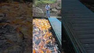 ya ampun beneran ini .... ikanya banyak banget nih .... seru jadinya