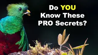 Pro Secrets: Depth Of Field, Lens Magnification, And Field Of View!