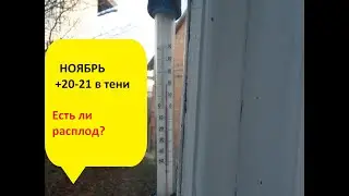 +20 в ноябре. Есть ли расплод? Бесплатные заградители.