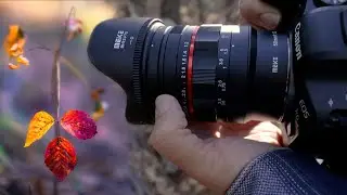 Forest Photography Challenge: Wide Open With The Meike 50mm F1.2
