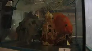 Рыбка на передержке