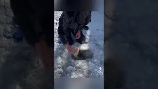 ЩУКА 11кг! Отпускаем обратно в речку.     