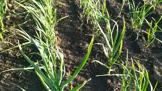Ультраранний чеснок на 16.05.2020. Пошла стрелка, фосфорное голодание.