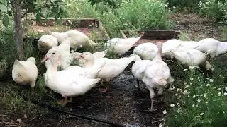Утки Муларды 60 дней. Mularda ducks are 60 days old.
